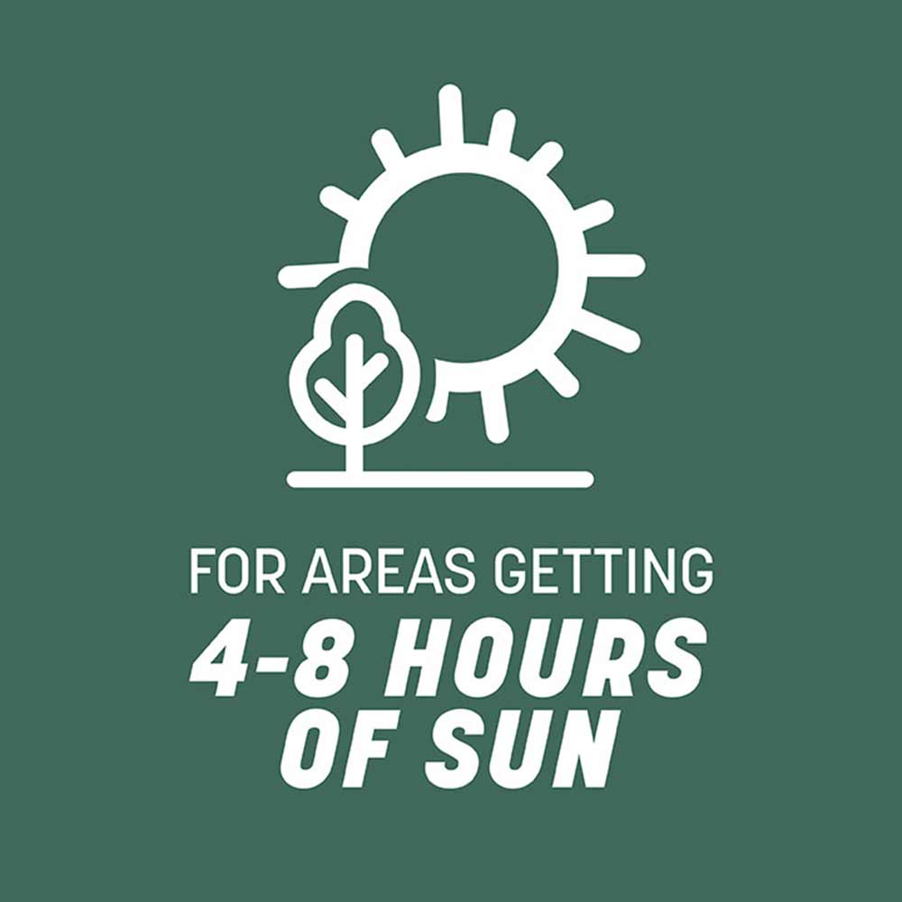 kentucky-31-tall-fescue-sun-tolerance