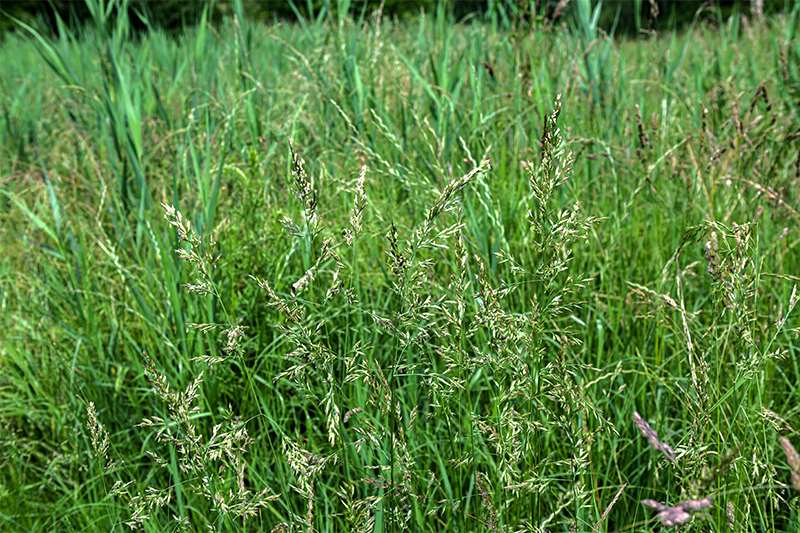 killing fescue effectively and economically in food plots