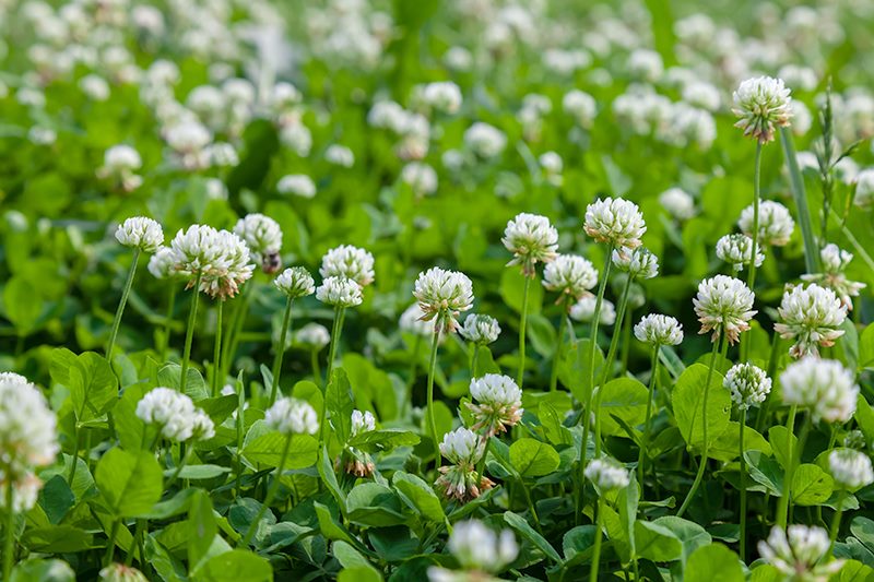 ladino clover trifolium repens