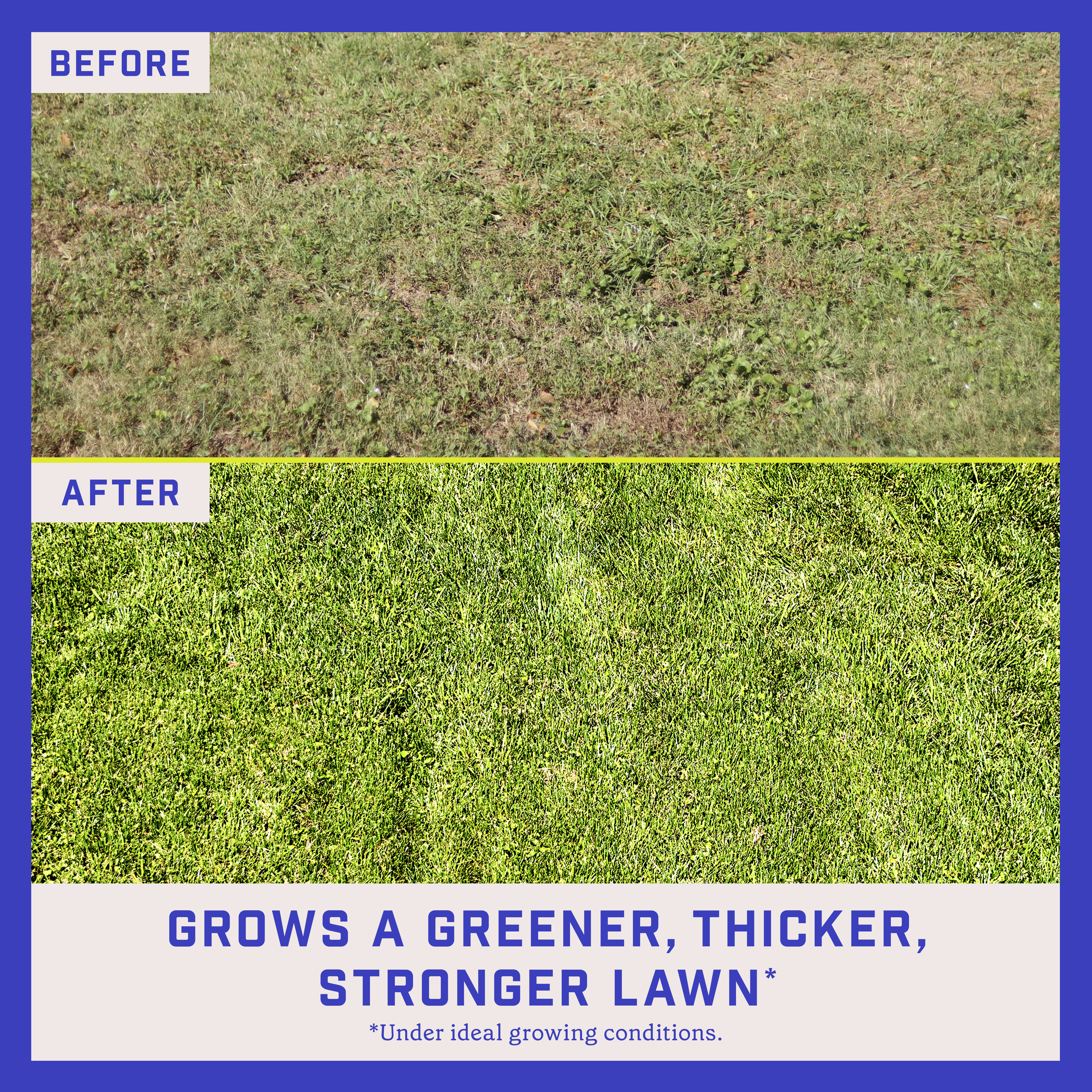 lawn-booster-tall-fescue-4