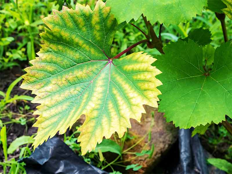 Grape leaf with chlorosis