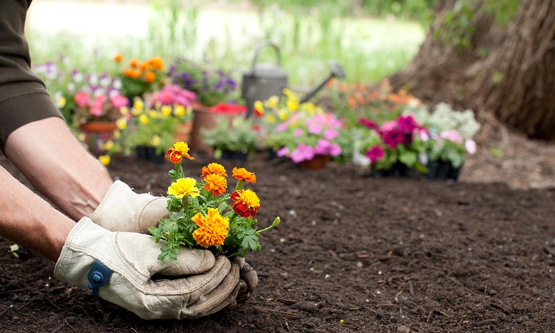 Gardener with gloves planting marigolds in freshly tilled soil.
