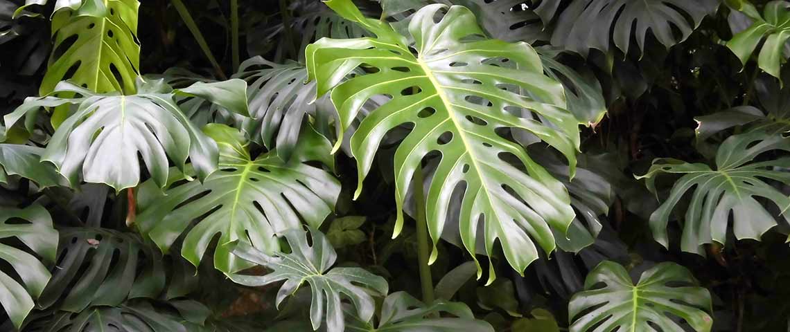 monstera-leaves-h