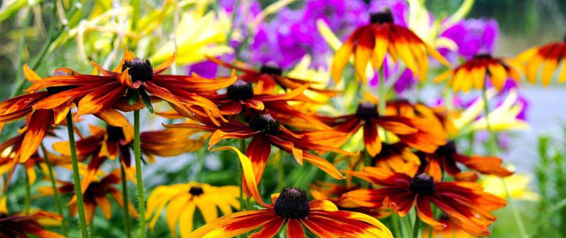 The Gardener's Guide to Native Plants