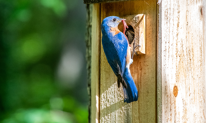 next-generation-nesting-spots