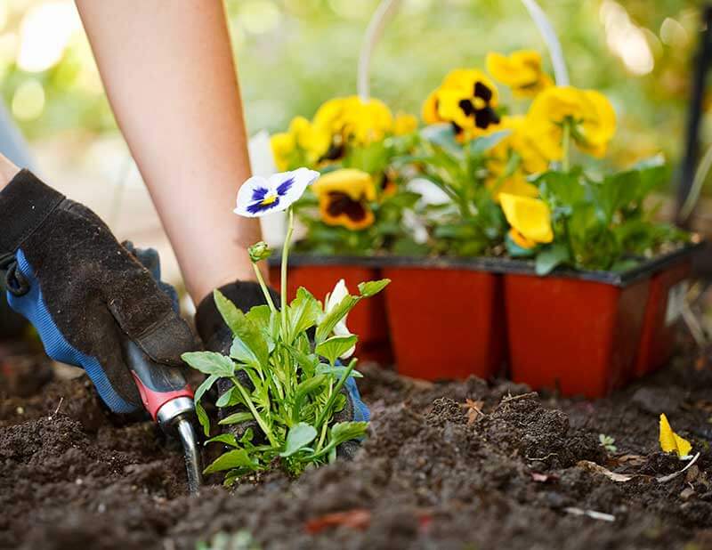A gardener planting pansies in freshly tilled soil