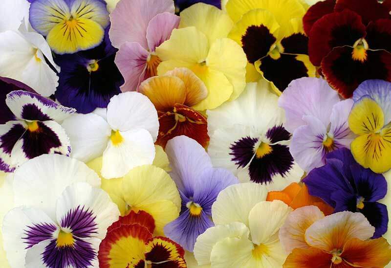 Cool weather pansies in an array of colors