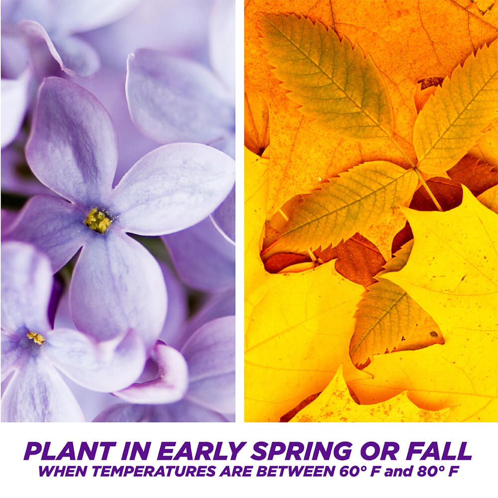 PE-1-Step-Complete_DenseShade_5