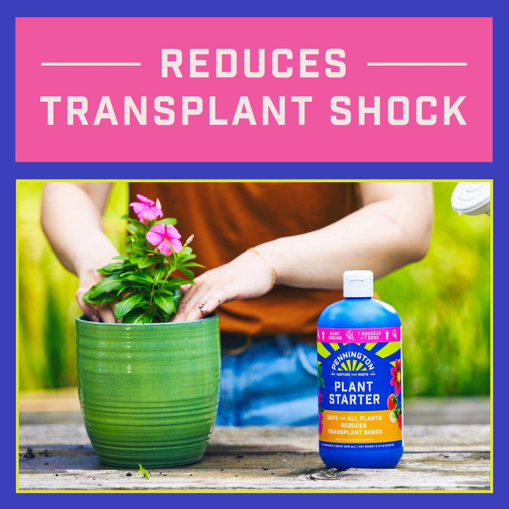 pennington-plant-starter-5