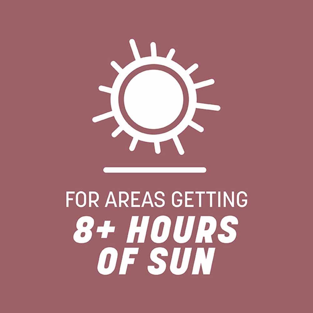 pensacola-bahiagrass-sun-tolerance