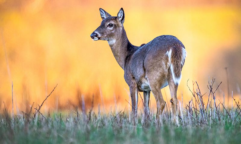 Plant a Premium Urban Bow Plot