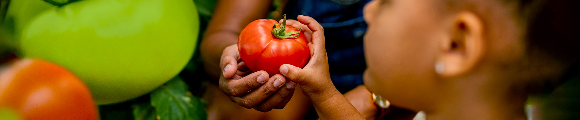 plant-seeds_header_1920x400