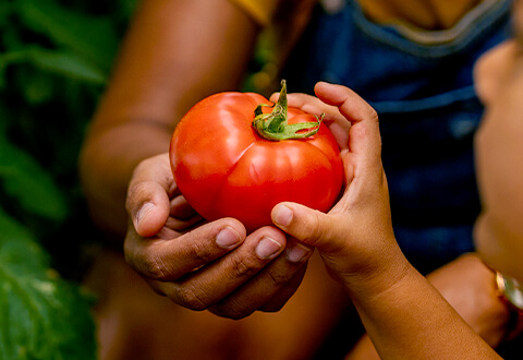 plant-seeds_header_480x330