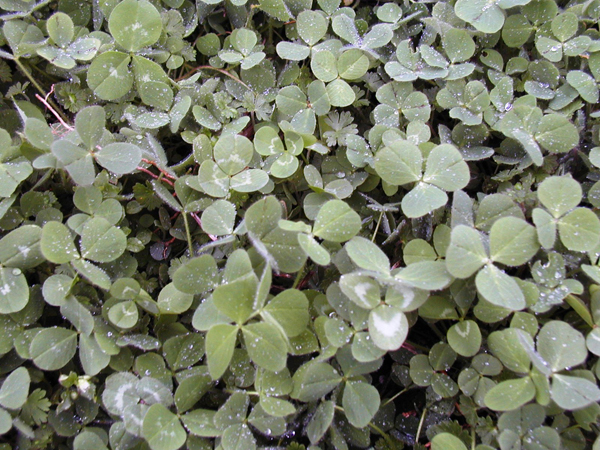 RackMasterCloverTrio