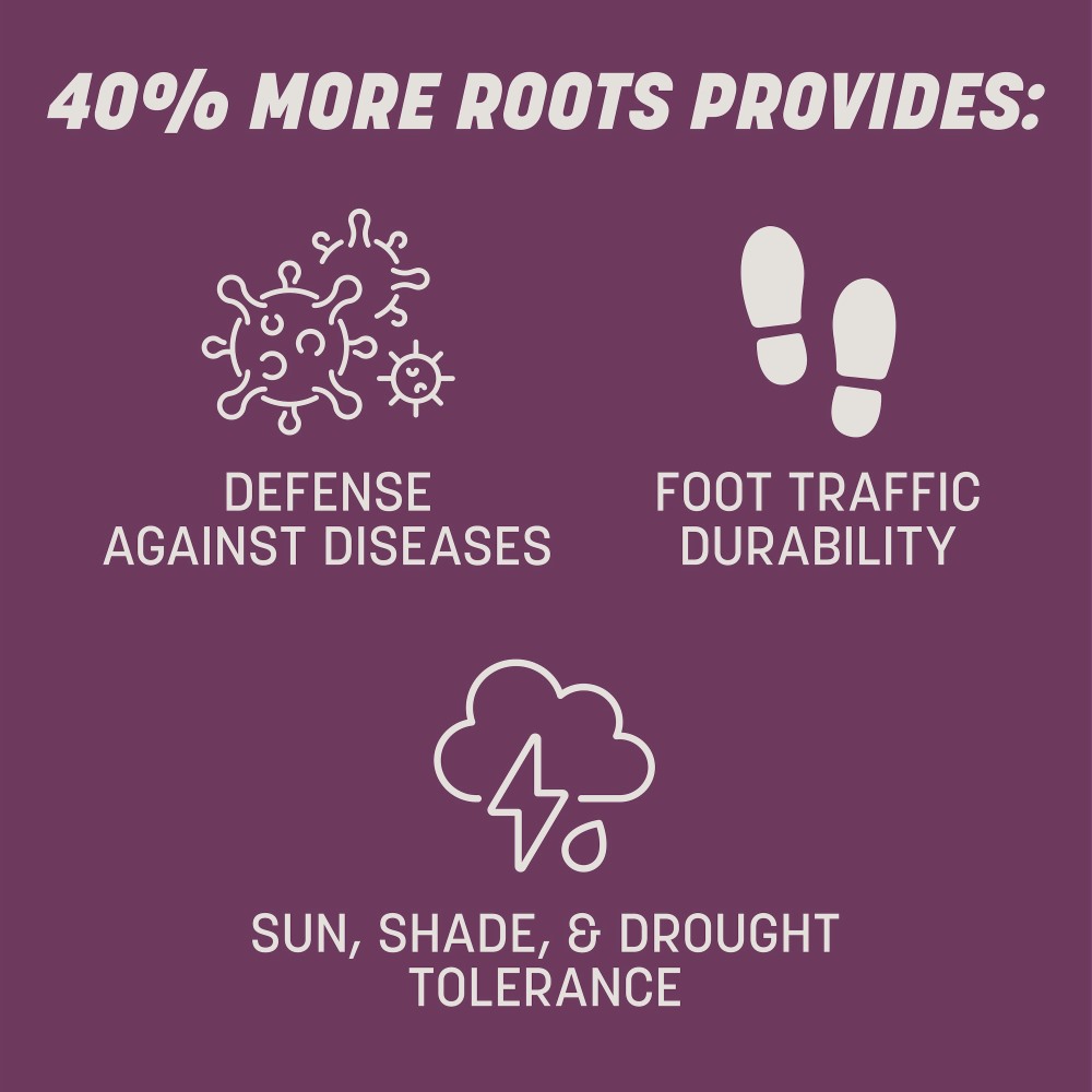 rebels shady lawn tall fescue mix