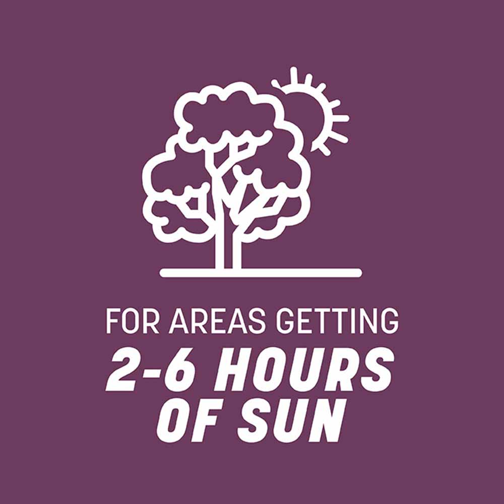 shady-grass-sun-hours