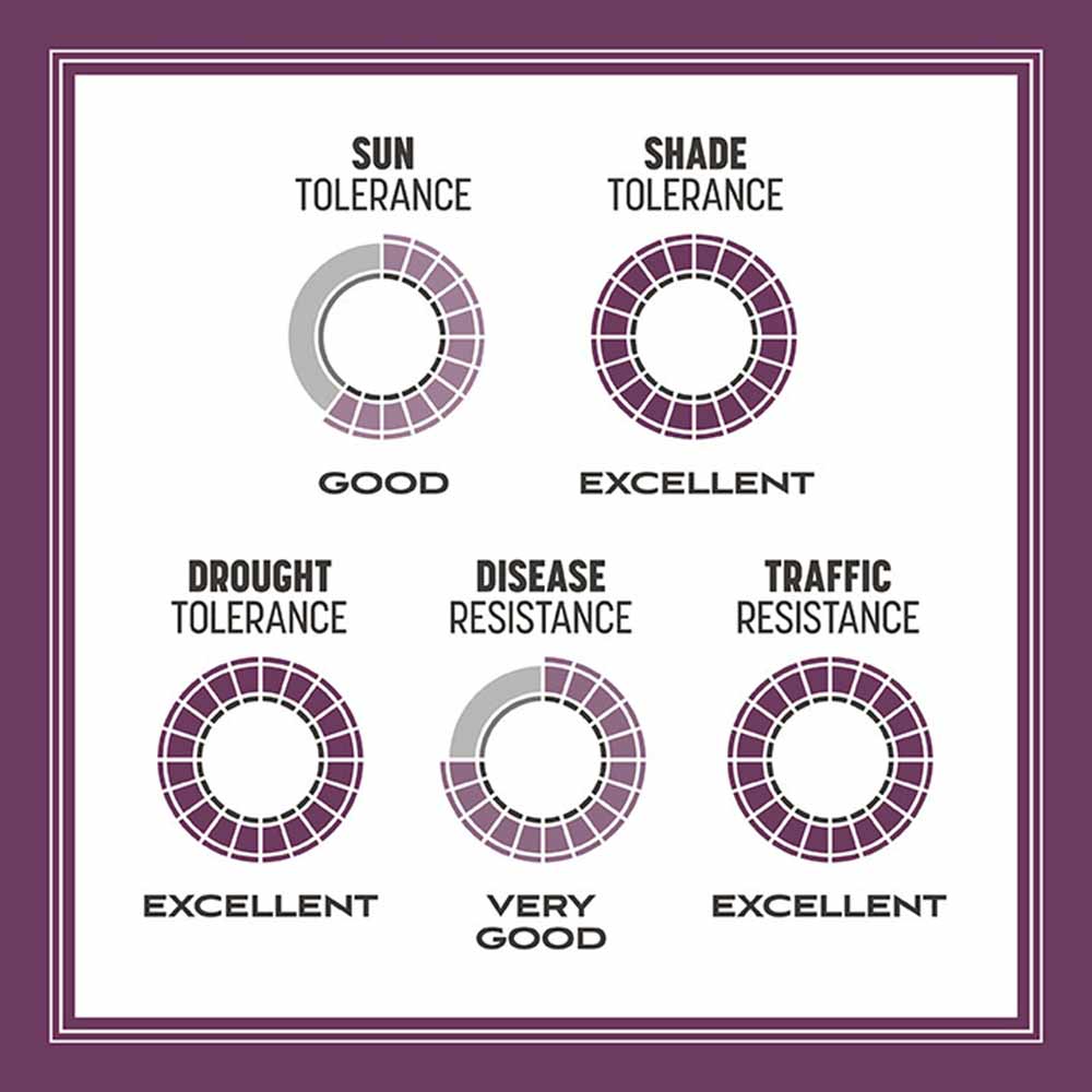 tall-fescue-tolerance 