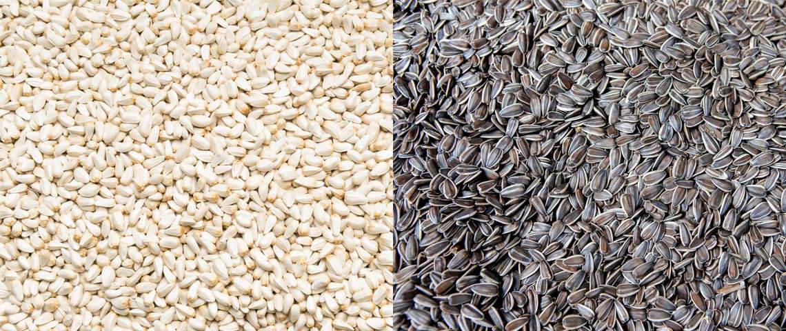 Side by side view of safflower and sunflower seeds