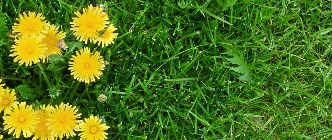 seasonal-lawn-care-guide jpg