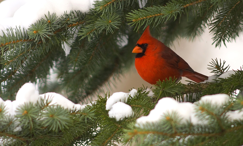 shelter-to-keep-wild-birds-safe