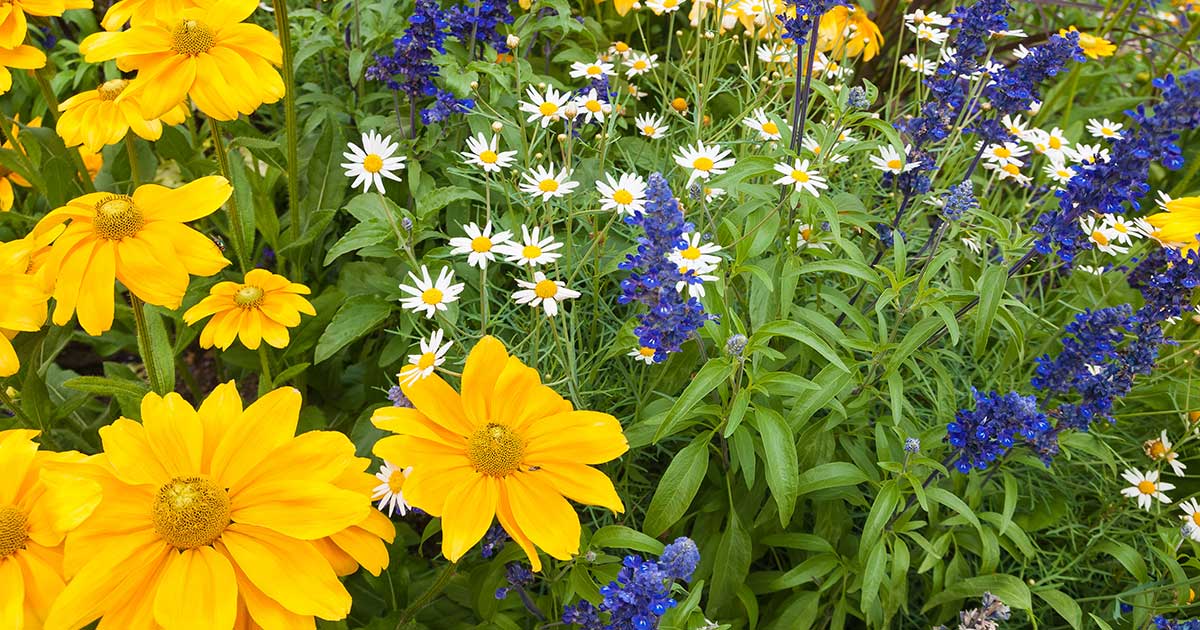 Bed of colorful perennial flowers. 