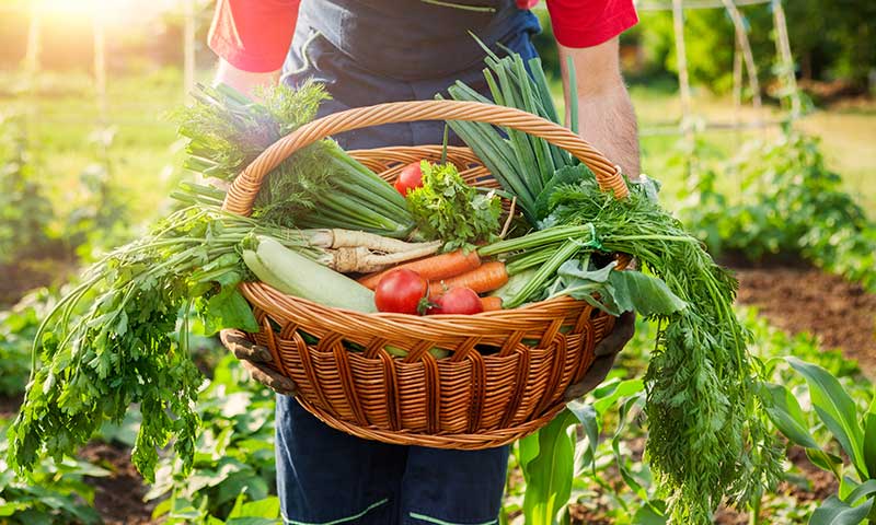 Gardener holding a basket of vegetables.