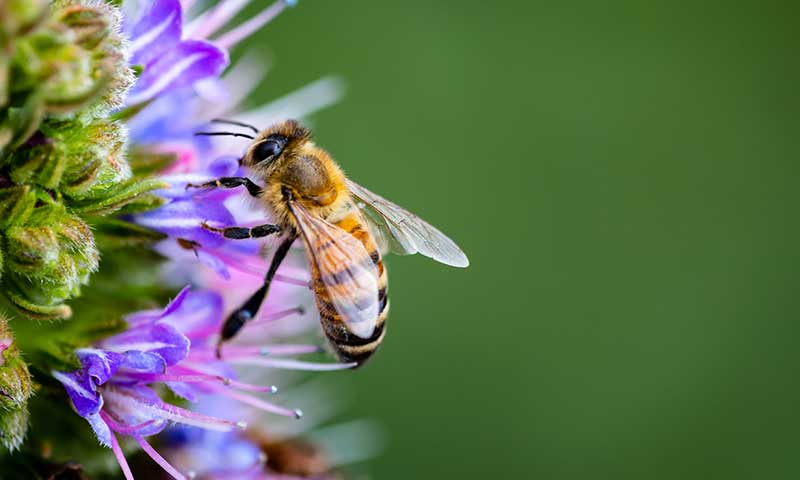 Bee resting on purple flower