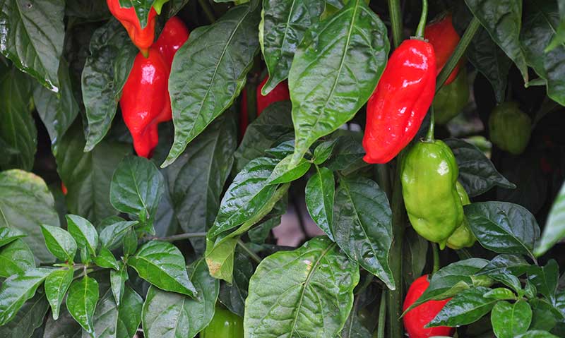 red chili peppers on the vine