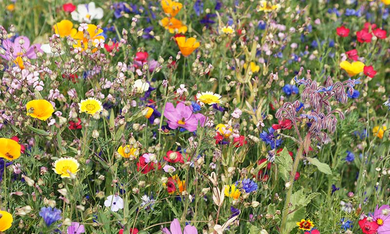 Colorful meadow of wild flowers