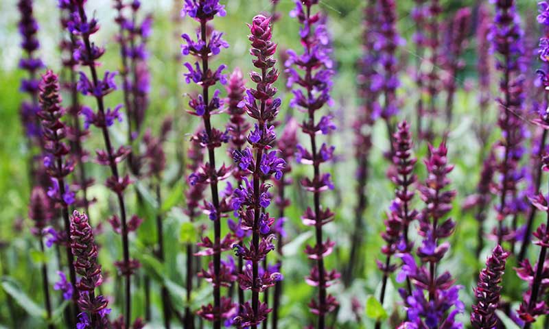 Blooming purple sage