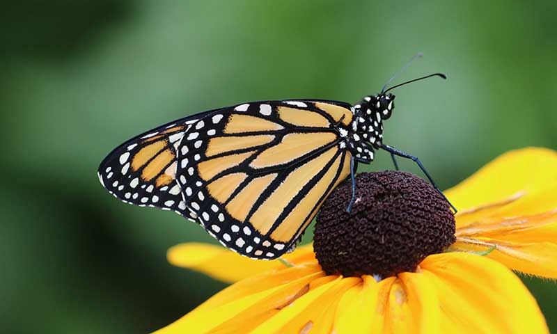 Monarch butterfly resting on a black-eyed susan