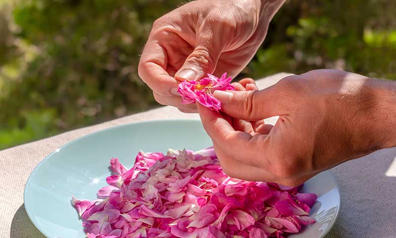 Man pulling rose petals and placing them in a light blue shallow bowl