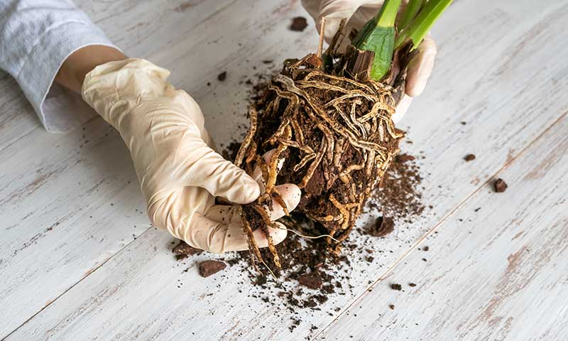 Gloved hands showing damaged roots.