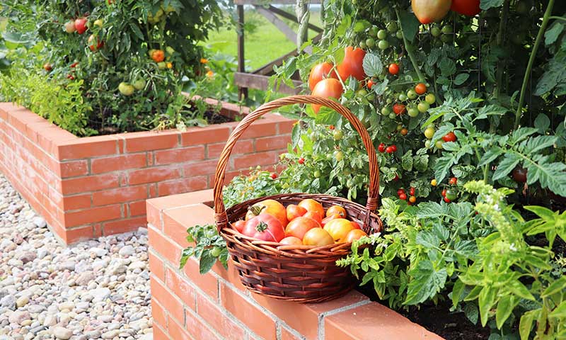 Basket of tomatoes resting on the side of a brick raised vegetable bed.
