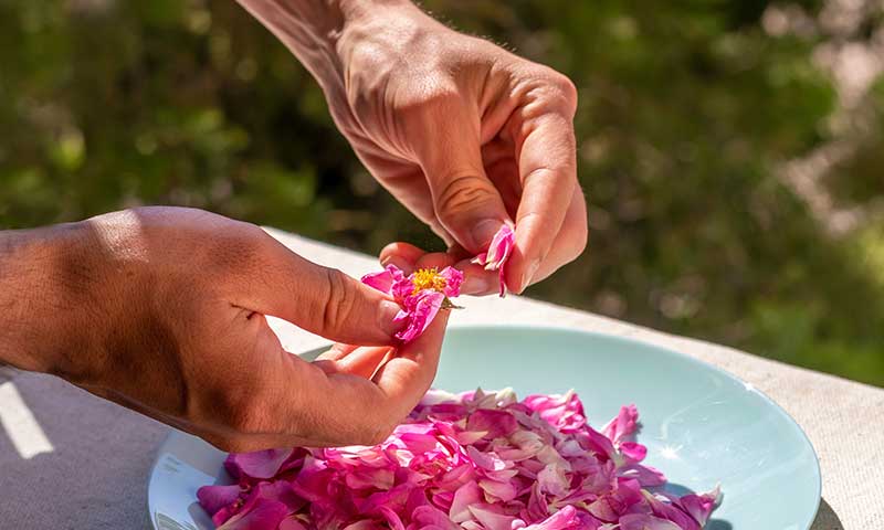 Hands plucking pink rose petals