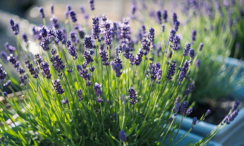 Lavender with a blue rectangular pot in the background