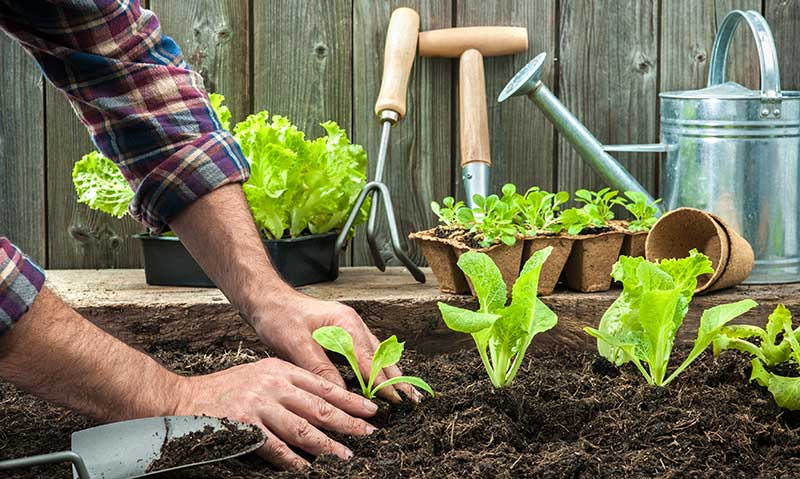 Man planting vegetables in a raised bed by hand.