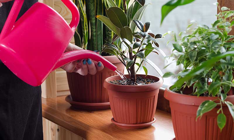 Woman watering plant with a hot-pink pitcher