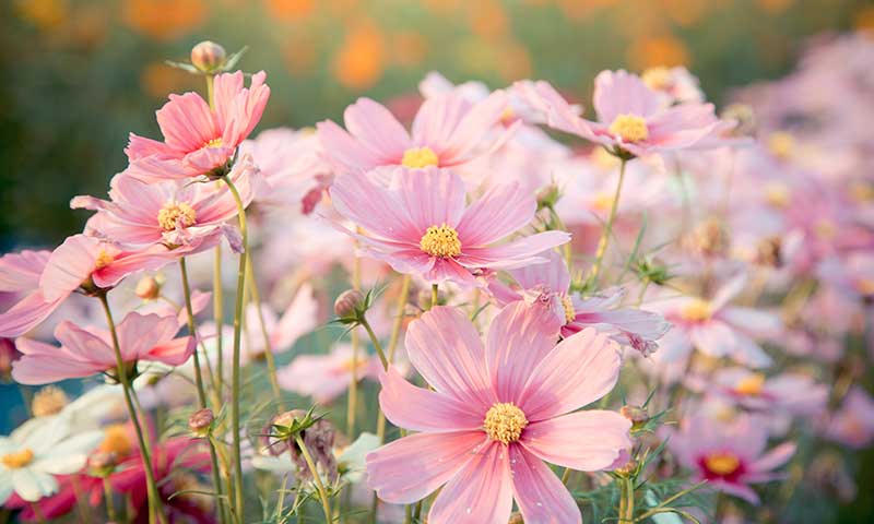 Close-up of pink cosmos with white cosmos in the background