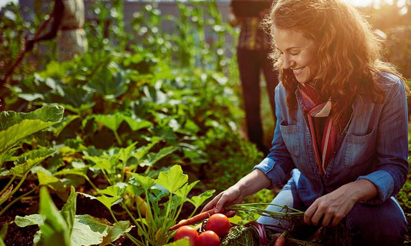 Woman in denim shirt picking carrots, beets and lettuce from a rooftop garden.