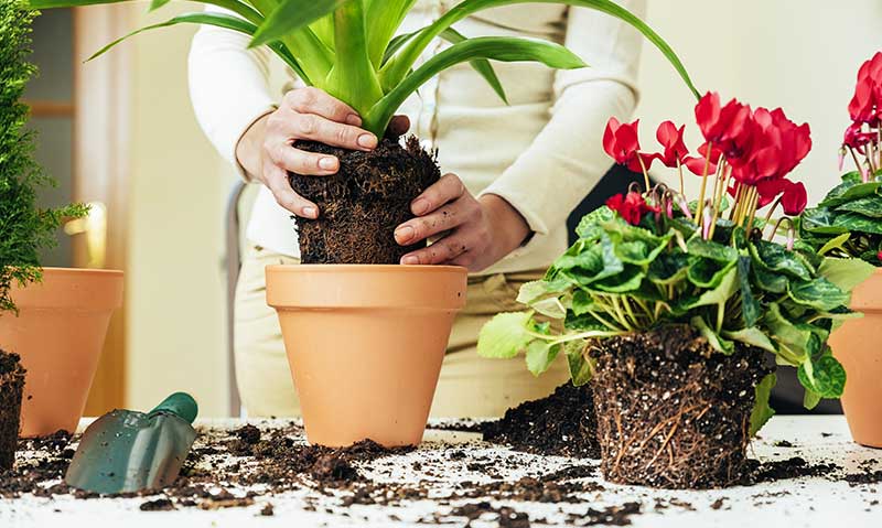 Woman potting a tropical plant