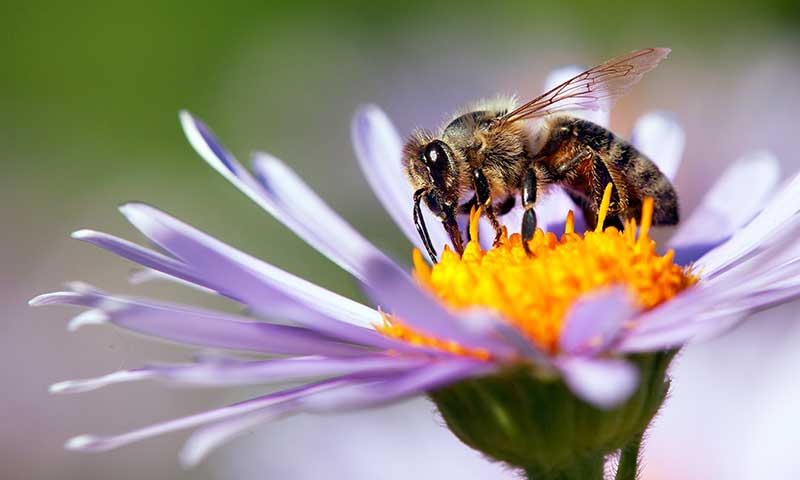 Bee pollinating a purple flower