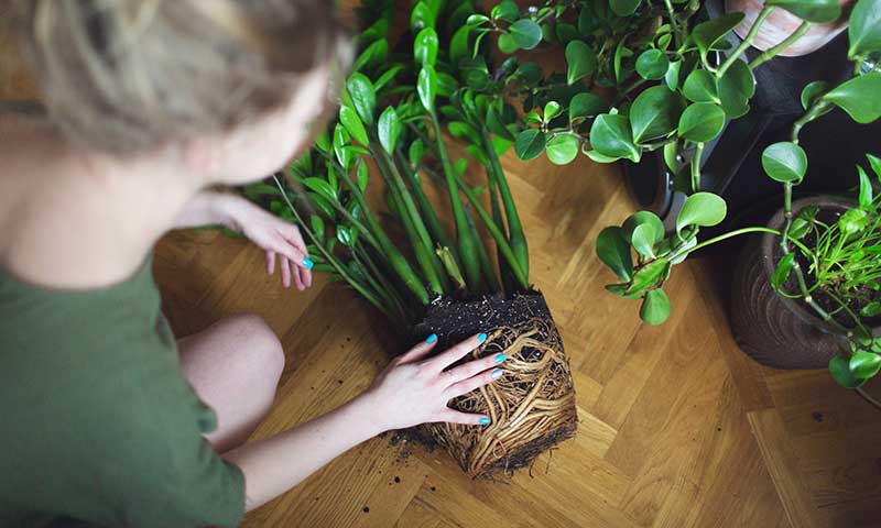 Blonde woman in a green top inspecting the roots in an unpotted plant.