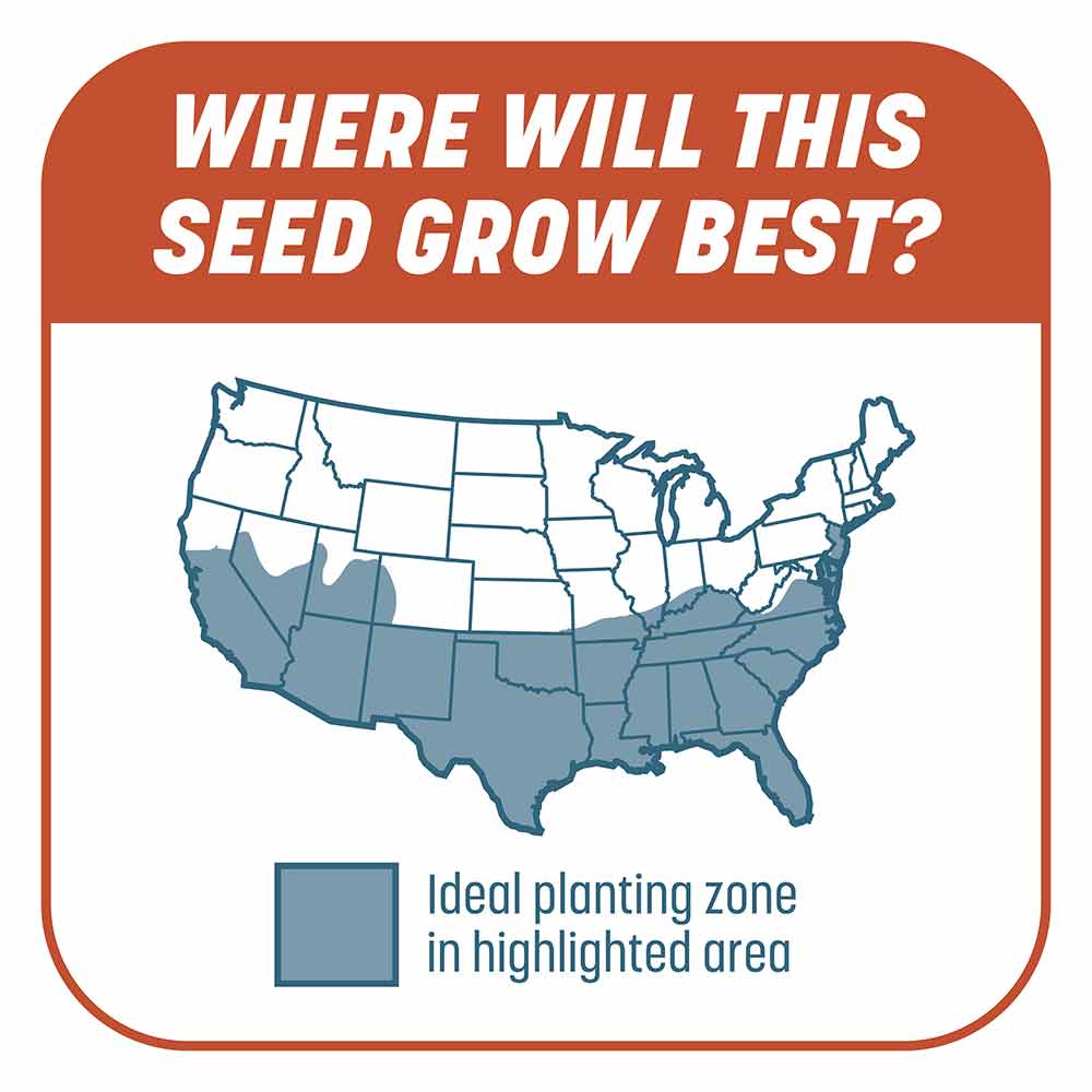 Smart-Patch-Bermuda-7