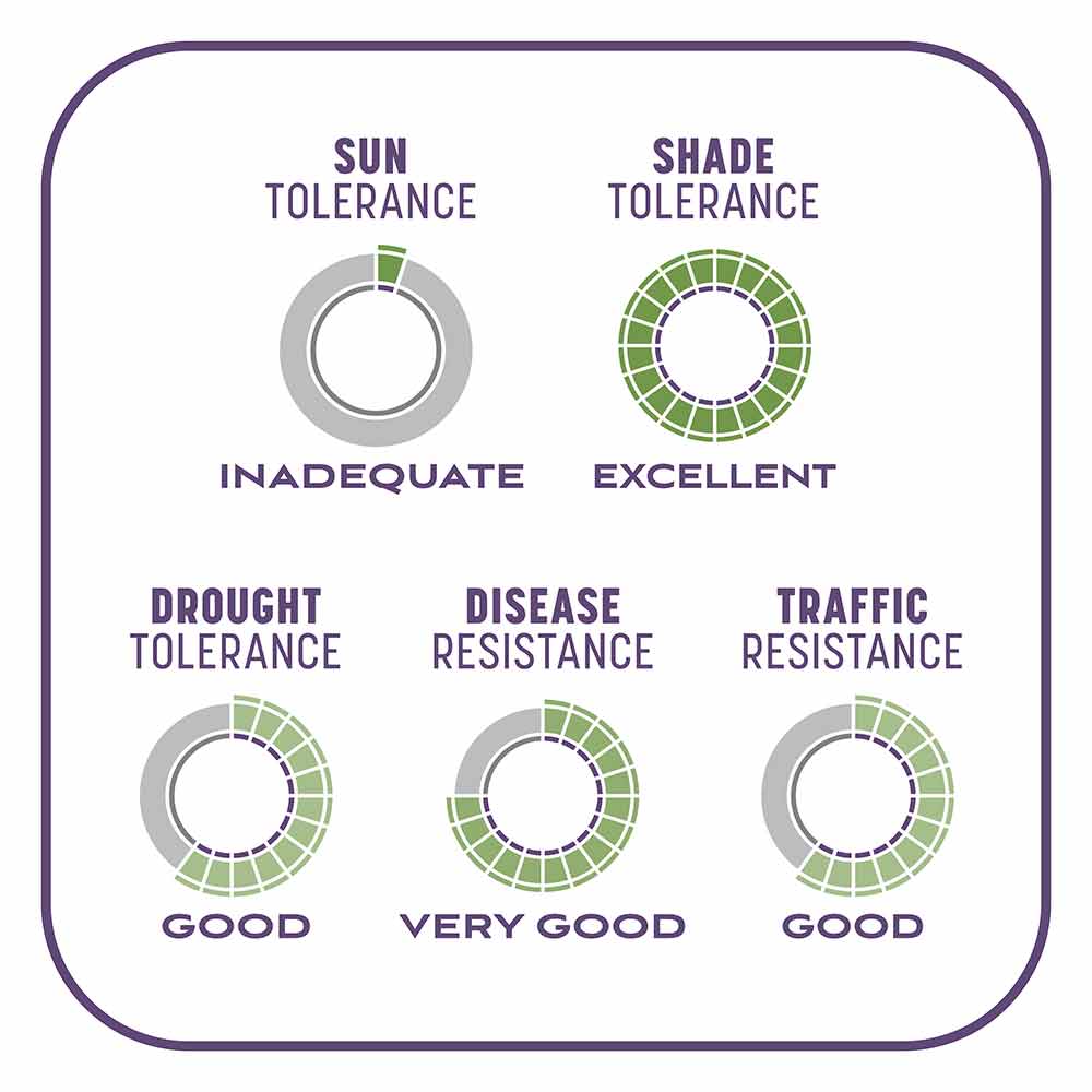 Smart-Patch-Dense-Shade-10