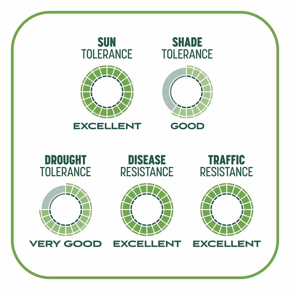 Smart-Patch-Tall-Fescue-10