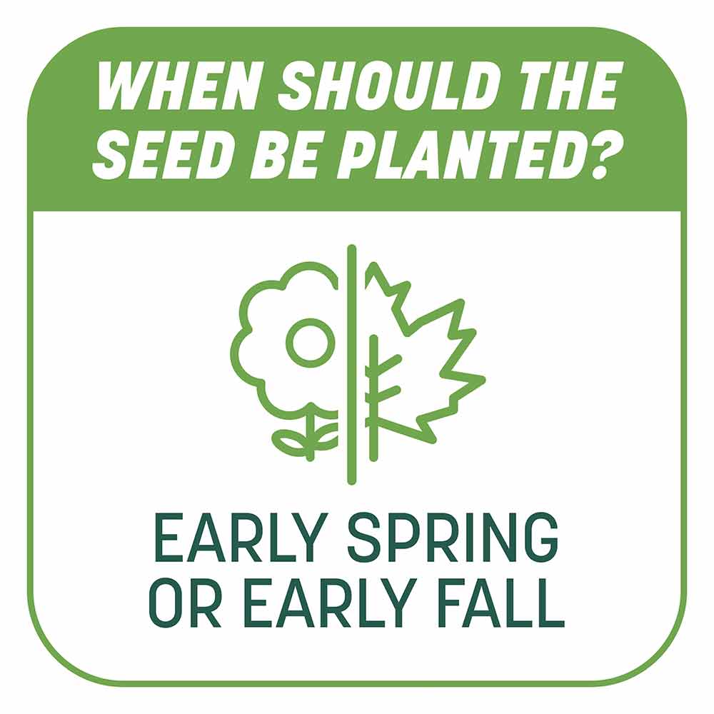 Smart-Patch-Tall-Fescue-9