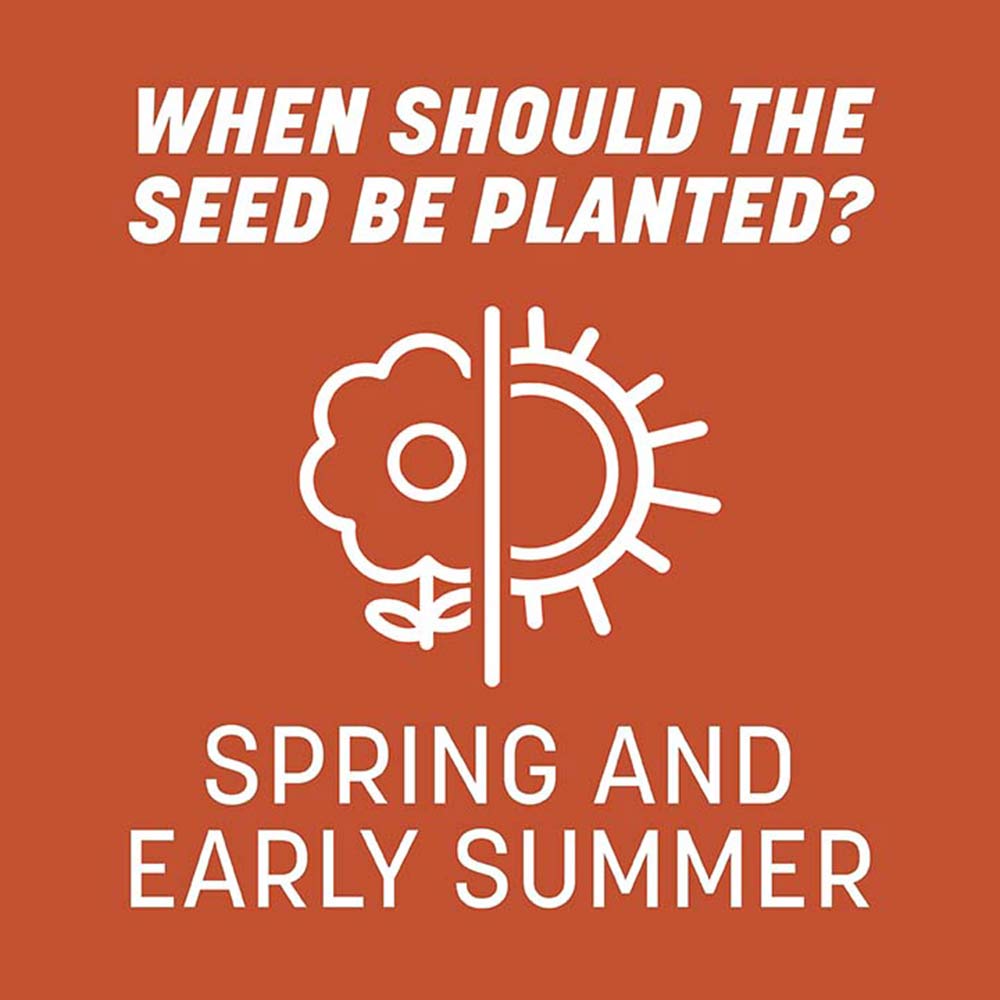 bermuda-grass-planting-time