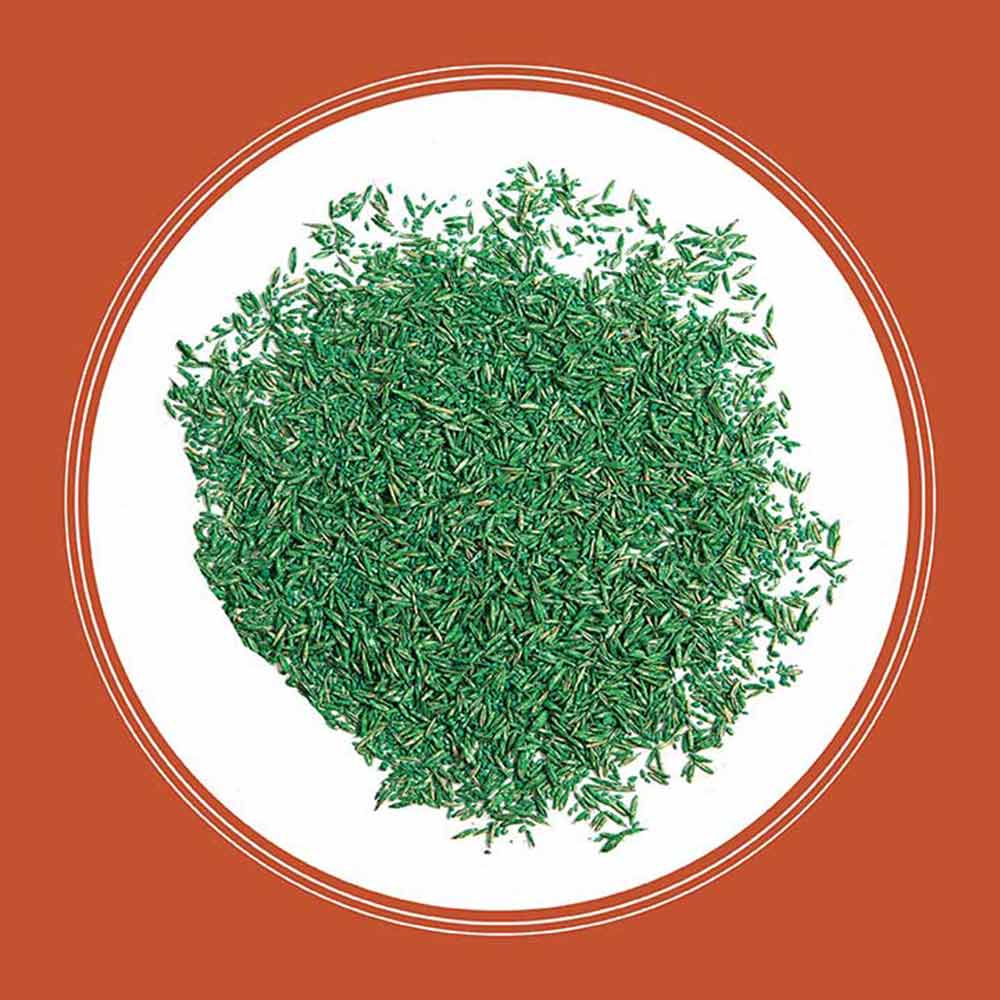 bermuda-grass-seed