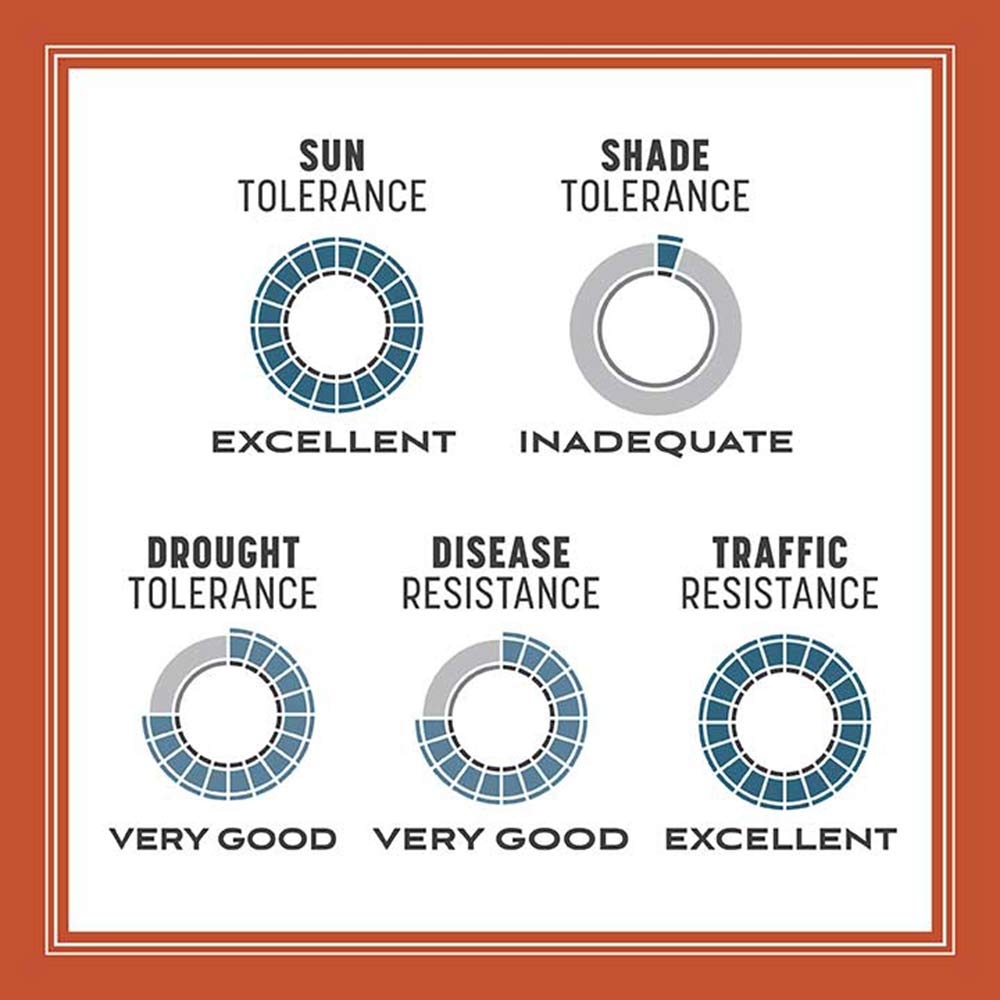 bermuda-grass-tolerance